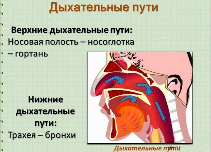 Воспалительные и инфекционные заболевания дыхательных путей