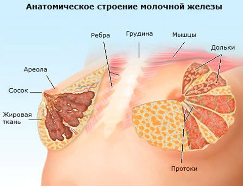 Анатомическое строение молочных желез