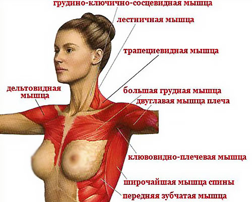 Схема мышц женской груди