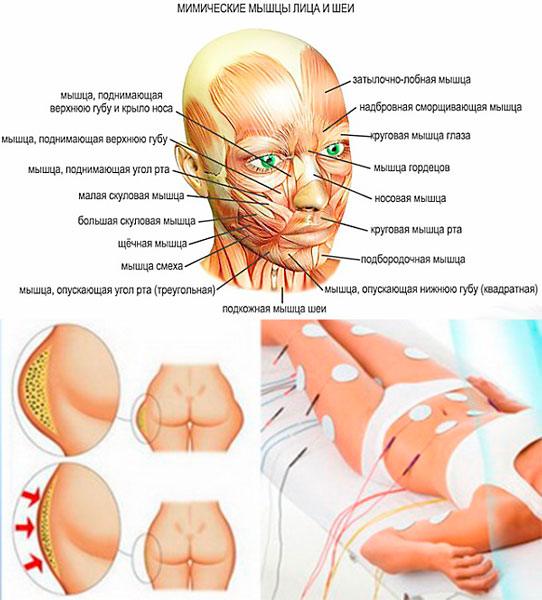 Схема мышщ на лице и миостимуляция от целлюлита
