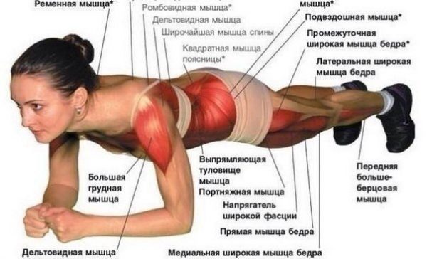 Схема: работа мышц при стойке планка
