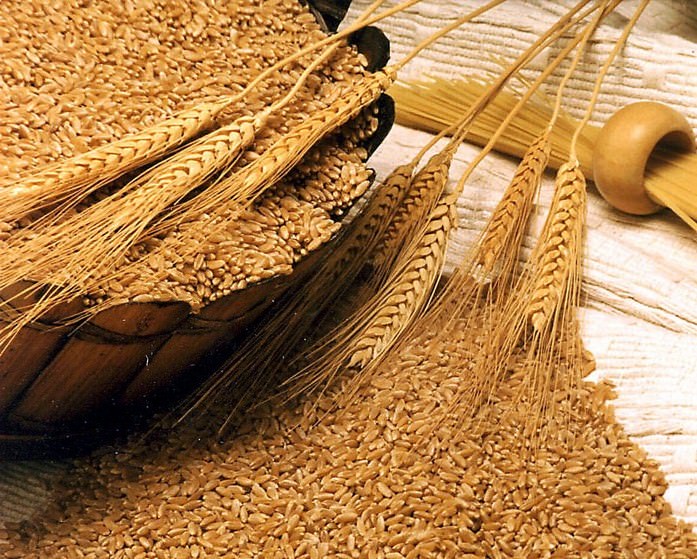 Протеины пшеницы