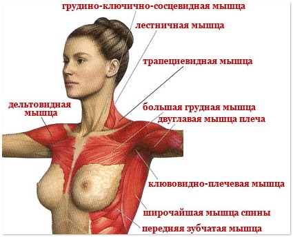 мышцы груди