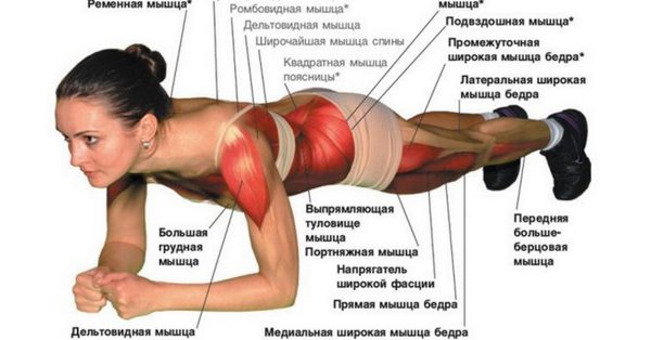 Схема: работа мышц при выполнении планки