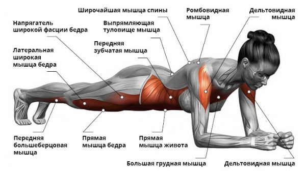 Схема: работа мышц при классической планке
