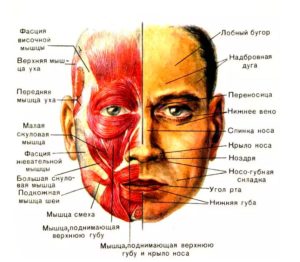Рабочие мышцы лица